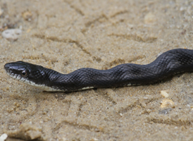 Rat Snake